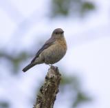 Western bluebird (F)