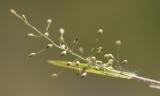 Panicum scribnerianum  Scribners witch-grass