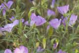 Clarkia amoena v. lindleyi   Farewell-to-spring