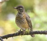 American Robin (Juv)