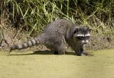 Raccoon