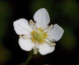 Parnassia fimbriata  Grass of Parnassus