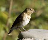 Swainsons Thrush