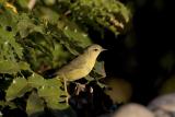 Orange-crowned Warbler