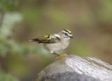 Golden-crowned Kinglet (F)