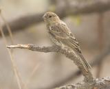 House Finch (F)