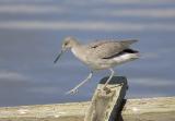 Willet