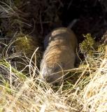 Mazama pocket gopher
