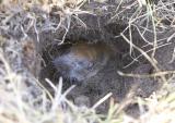 Mazama pocket gopher