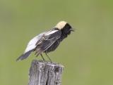 Bobolink (M)