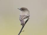 Eastern Phoebe