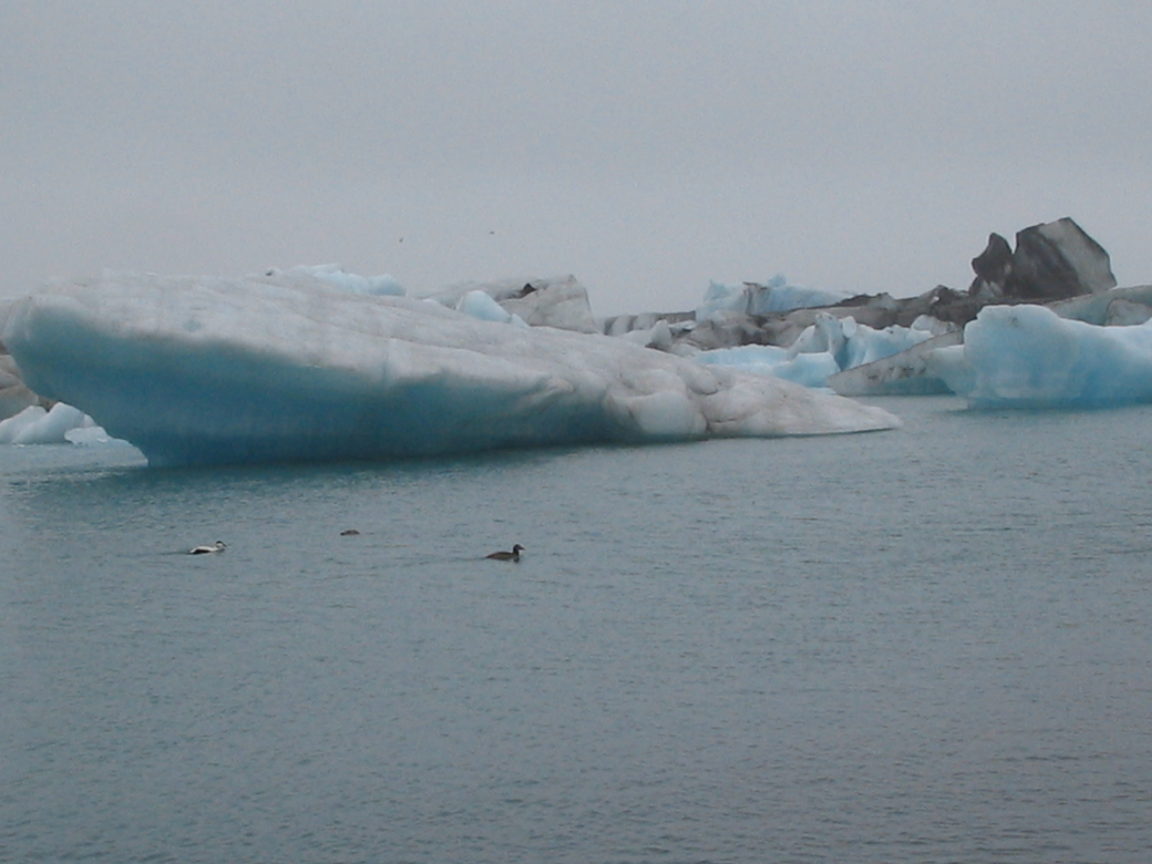 and just happens that there r lots of icebergs