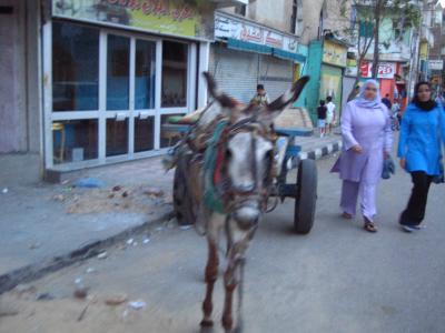 a very depressed looking donkey