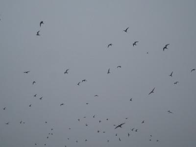 arctic birds