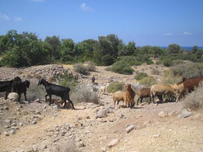 goats on the way