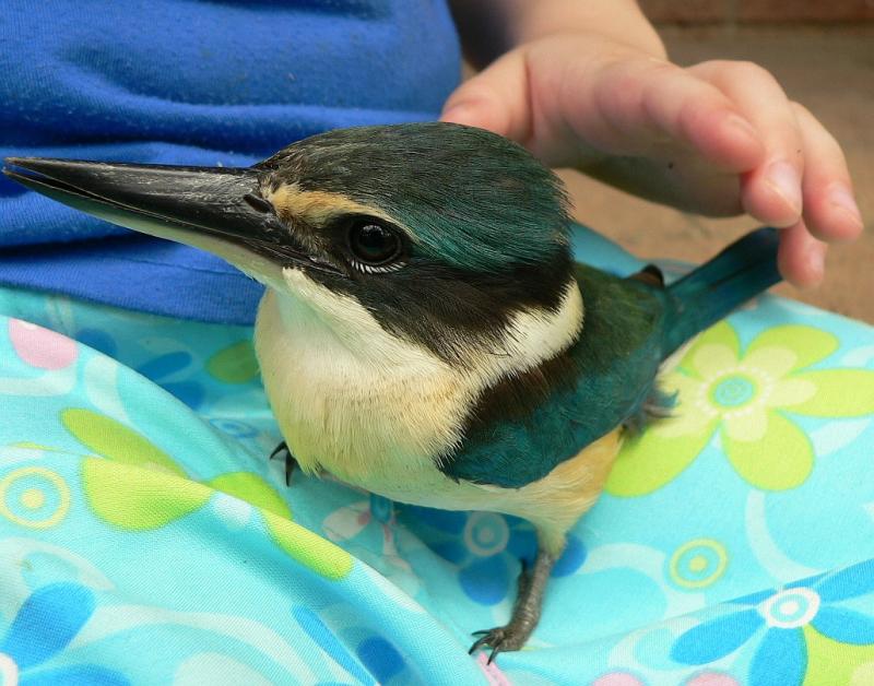 v3/42/347642/2/51385395.BlueKingfisher.jpg