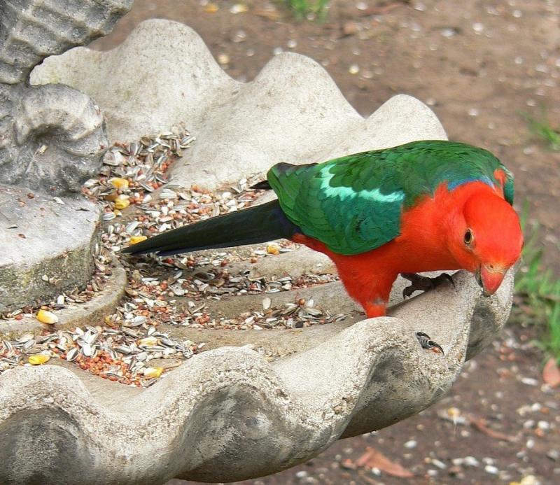 v3/42/347642/2/51509742.KingParrot.jpg