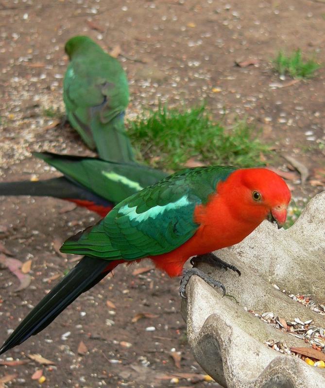 v3/42/347642/2/51544306.MaleFemaleKingParrot.jpg