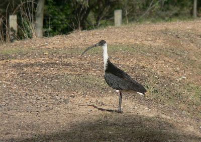 Ibis