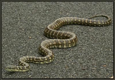 v3/42/347642/3/51706801.Python1.jpg