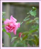 Bon Silene