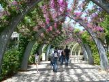 Southbank Bougainvillea Walk