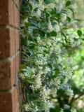 Chinese Star Jasmine