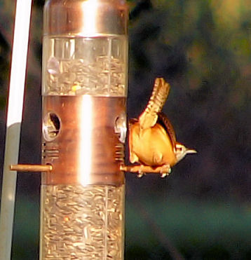 carolinawren