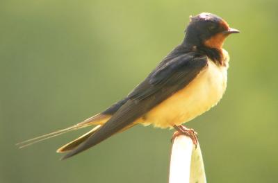 may17 barn swallow.jpg