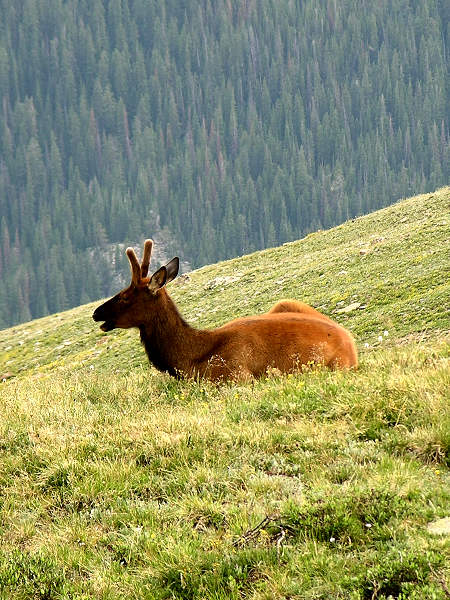 Bull with new antler growth