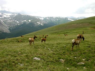Elk atop Trail Ridge Road