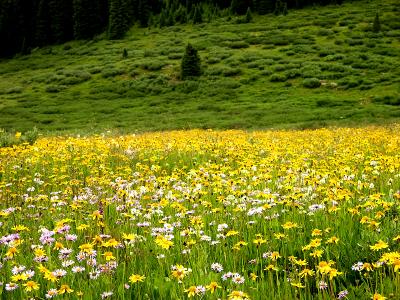 meadow of flowers.jpg