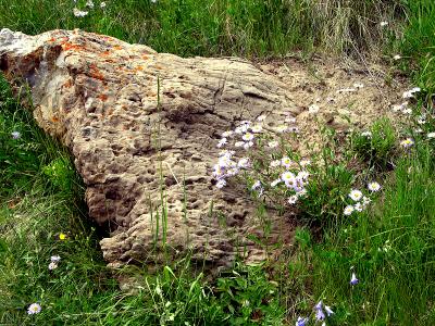 rock and asters.jpg