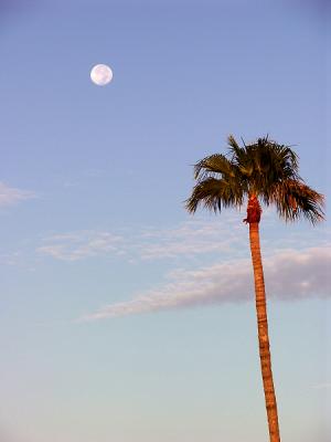 A Palm gets Mooned!