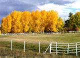 White Fence