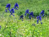 Clustered Penstemon