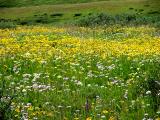 Fields of Wildflowers