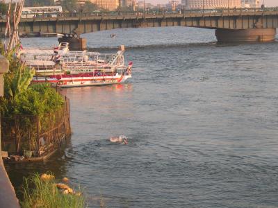 Swimming in the Nile