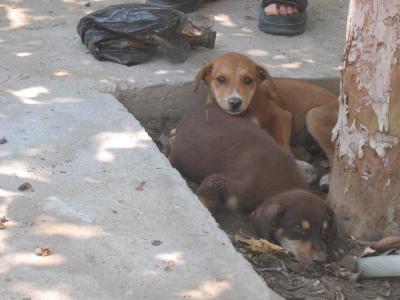 cemetary pups