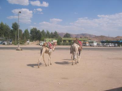 Rest Stop Camels