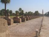 Avenue of Sphinxes @ Luxor Temple