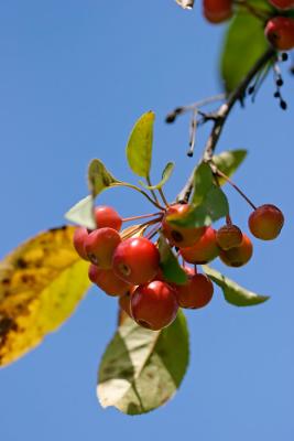 Crab Apples