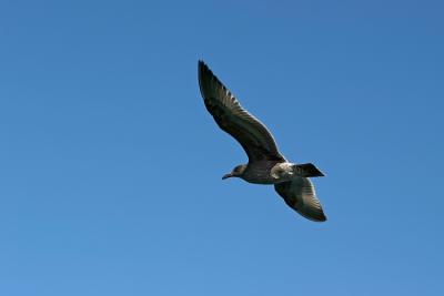 Flight