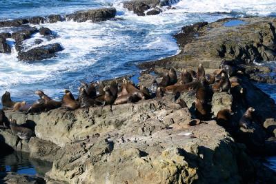 Cape Arago