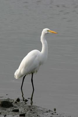 v3/42/424442/3/50694216.IMG_0365_Heron.jpg