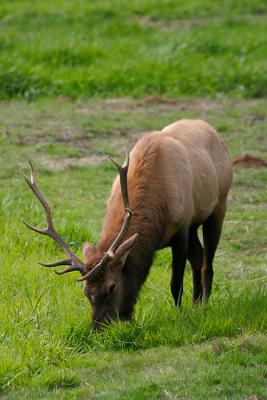 Grazing