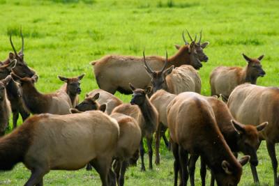 The Herd