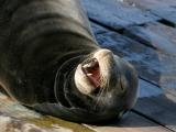 Yawn