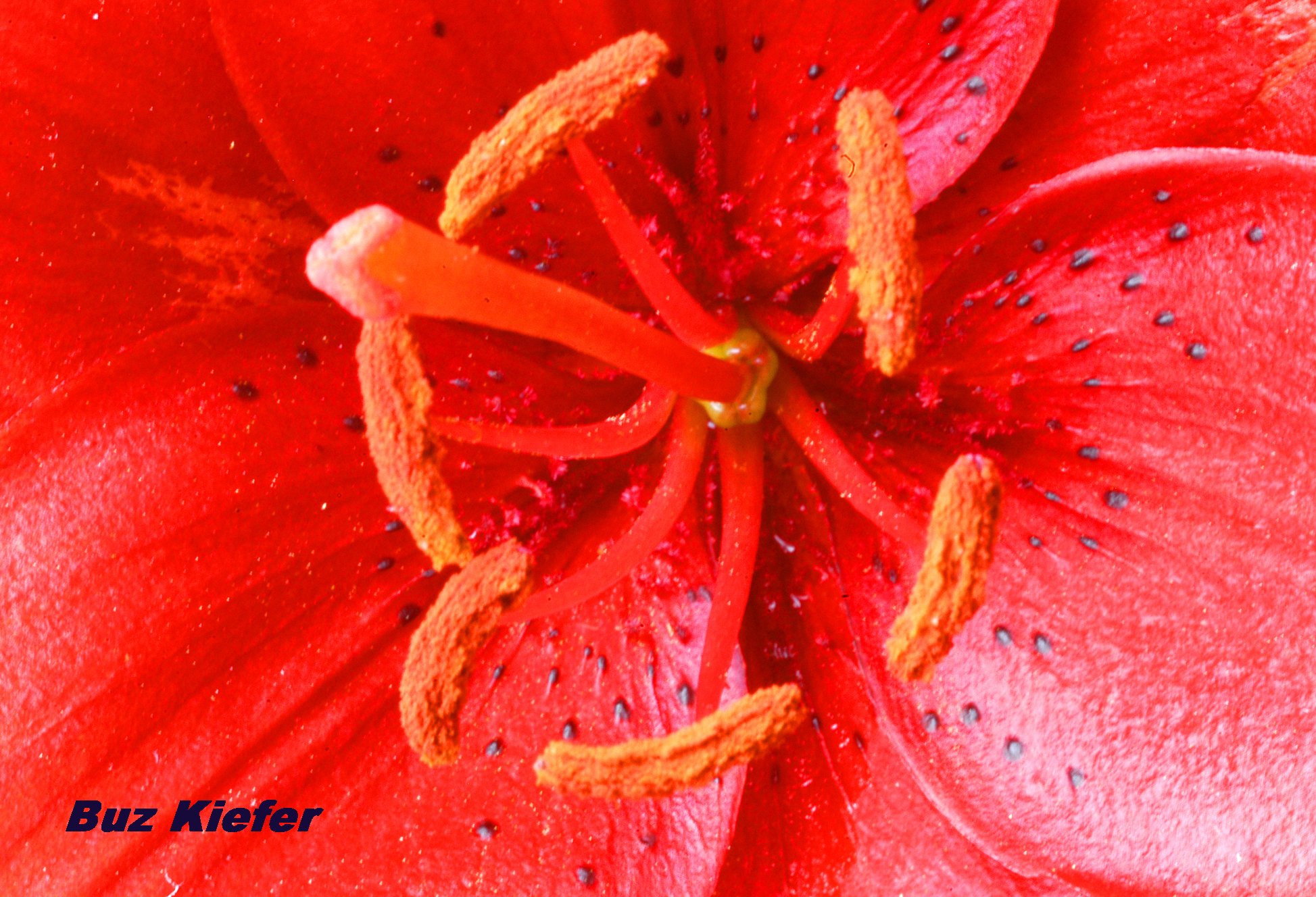 Red Asiatic Day Lily.jpg
