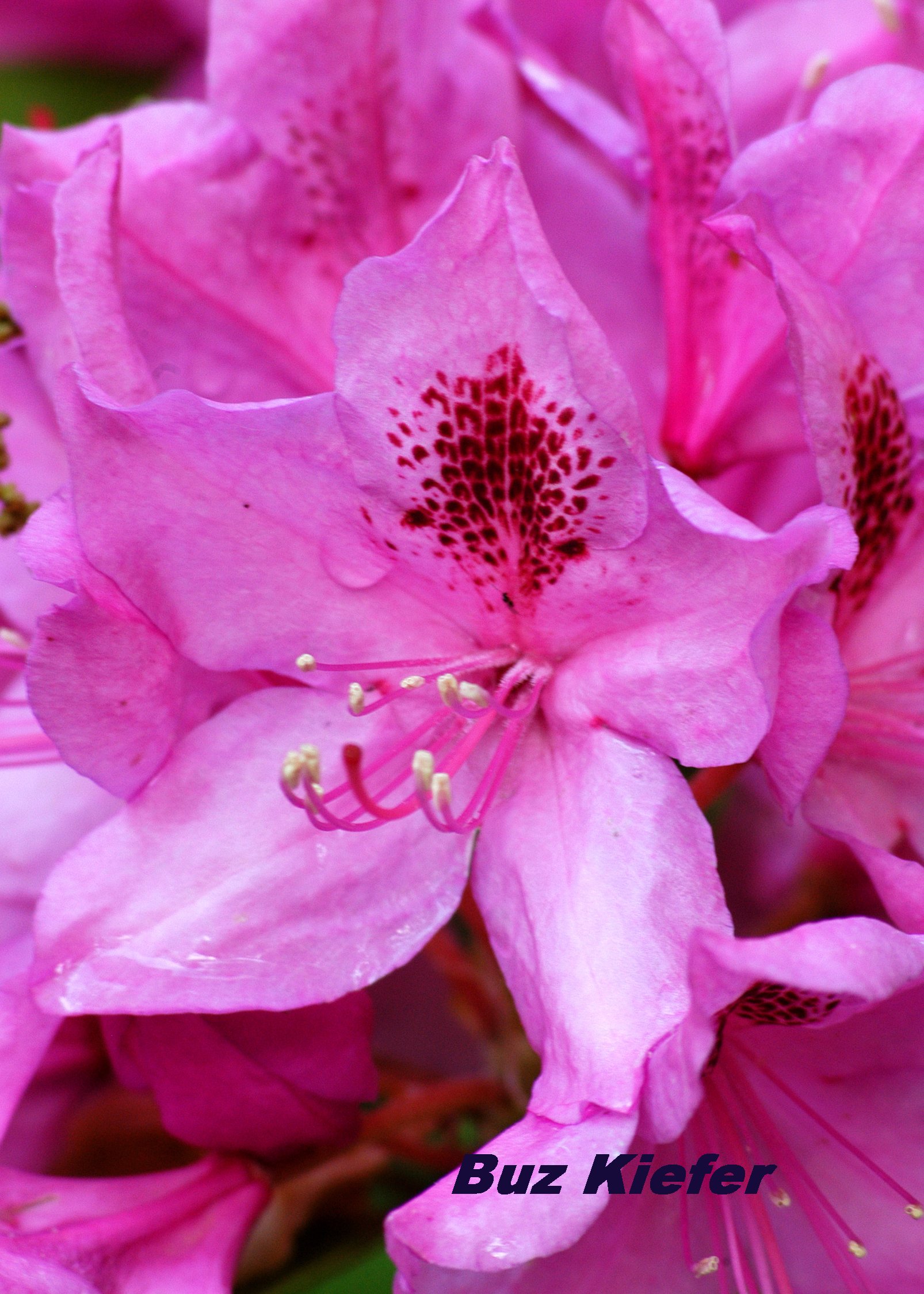 Rhododendron Bloom